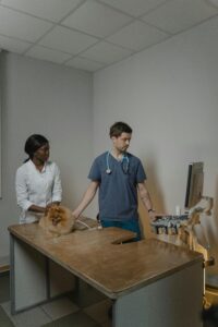 publicidad para veterinarias